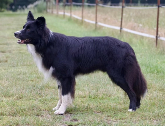 Dumf And Galwy N R G For Halligalli