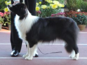 Etna Stars Border Collies