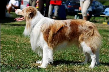 Funny Flea z Cernobilych