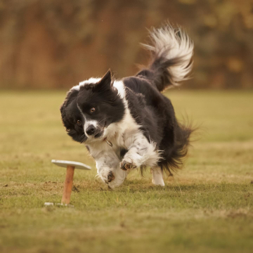 Dumf And Galwy Momentum