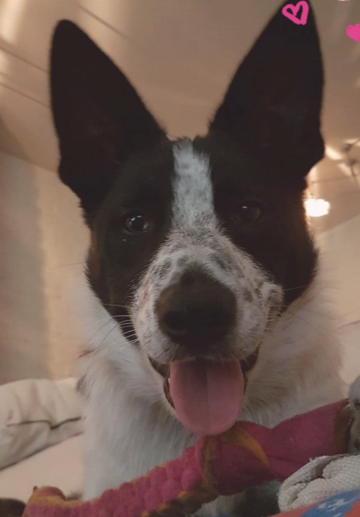 Firework Hill Explosive Kick