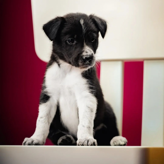 Divine Madness I Am Kune Kune Born For You