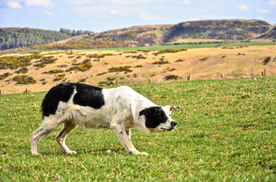 Hill Runner Ivy