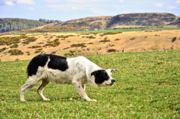 Hill Runner Ivy