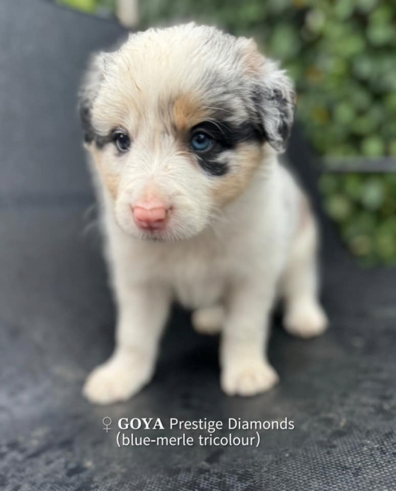 Goya Prestige Diamonds