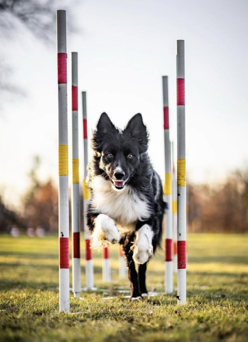 Hyssopus Hechicero Quercamare