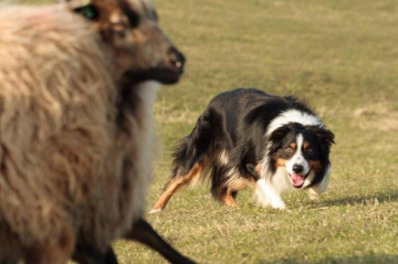 Nesbakkens Hillbilly Deluxe