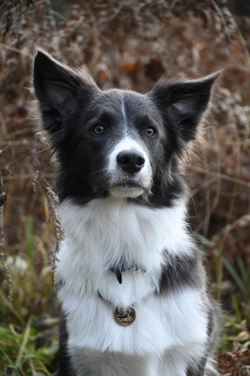 Iceberg Lime Champion