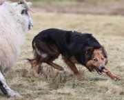 Cheviot Jamie