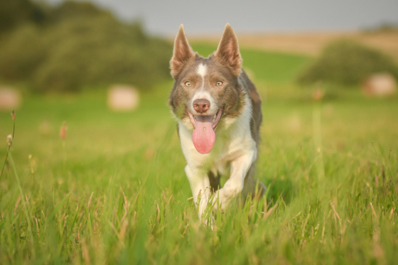 High Tension Majestic Aemon