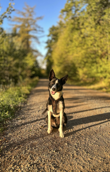 House of Weapons very fast Metal Storm