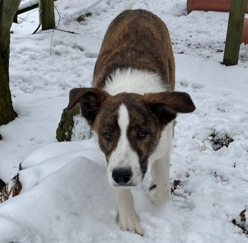 Uisdean Lovely Little Angel's