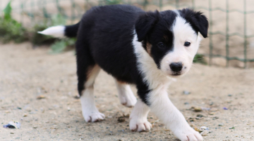 Astra Au Royaume d'Une Nuit Etoilee