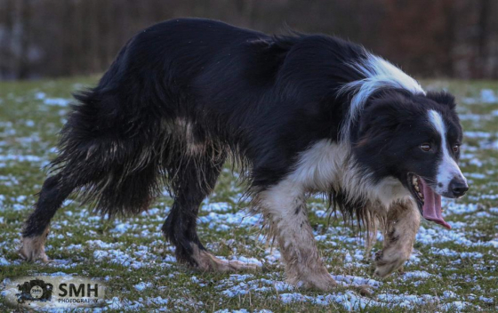 Grane Valley Benny