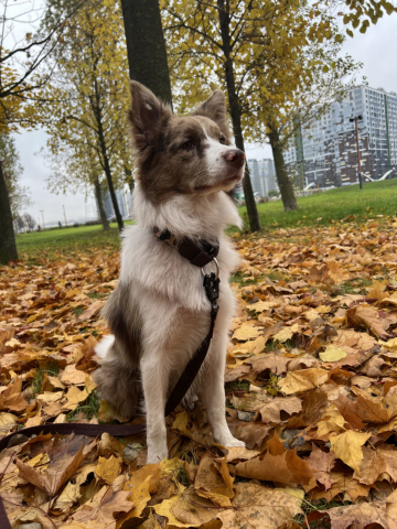 Seventy Seven Dreamfields