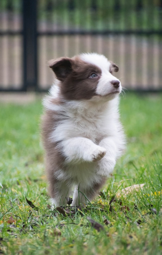 Velox Lupus Natalaland