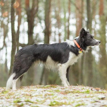 Desperado Boy Nebesky Sen