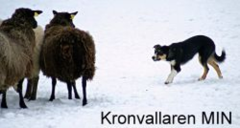 Kronvallaren Min