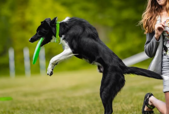 Go&Shine Nemo Shepter