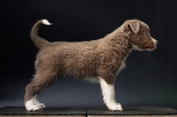 Feel The Vibe With Anduril Fly With Flow