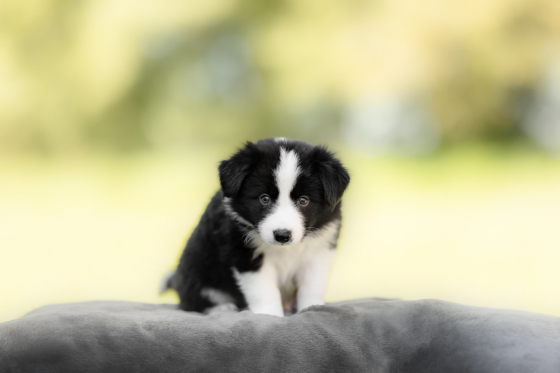 Aka Driftz Blaze the Way