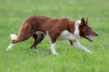 Never Never Land M'Yama No Arashi