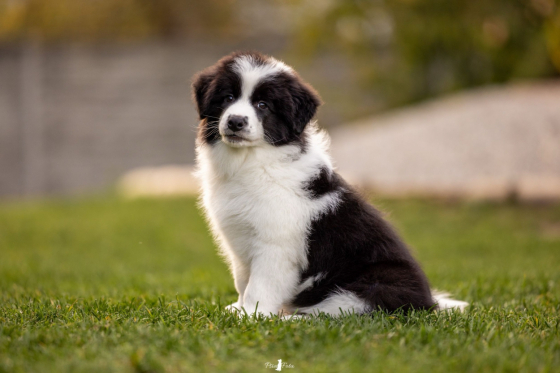 Elbrus z Pocztowej Border Collie