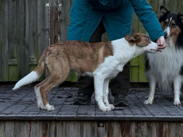 Ugus Lovely Little Angel's