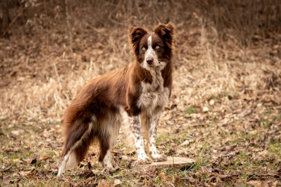 Dynamic Drive Rising Sun