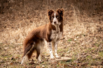 Dynamic Drive Rising Sun