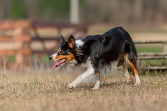 Finn-Vallens Zany Jill