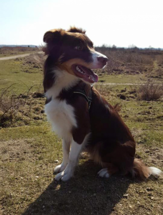 Liam Van 't Hiltehof