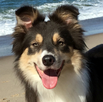 Treemountains Josy A Kittenish Maid