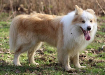 Lord Of Winter Des Mirages D'azur