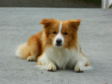 Zecara's Dive Into The Sun