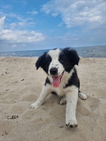 Ares Gorskie Bordery