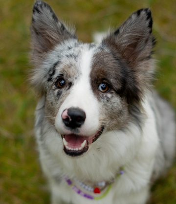 Sun Dance Billie Eilish