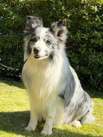 Romanybay Morning Star