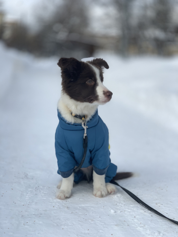 Use The Dragon's Fire