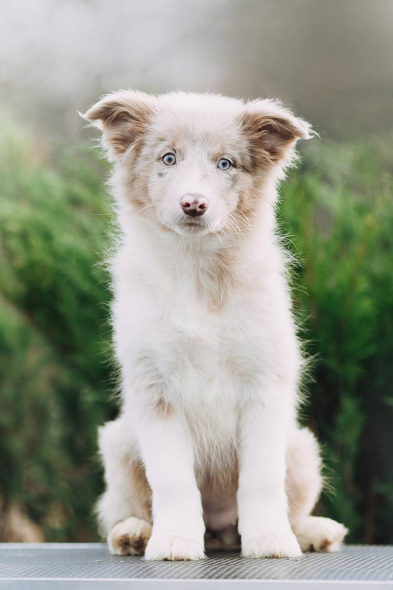 Demiart Ria Utopia Dolce Vita