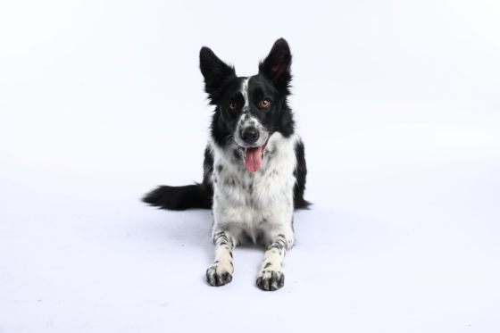 Bariguard Born To Be A Star