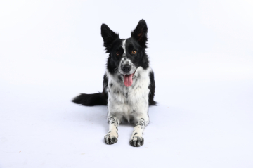 Bariguard Born To Be A Star