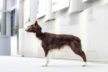 Come To Neverland Allstar Paws