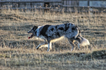 Akutagawa The Last Samurai