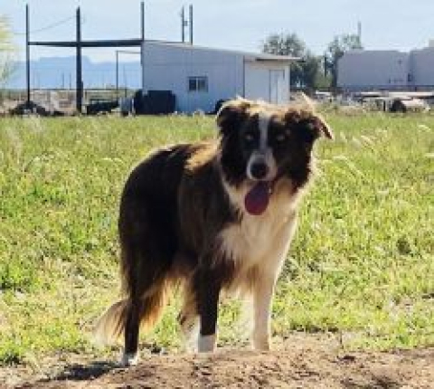 Balderrama Missy