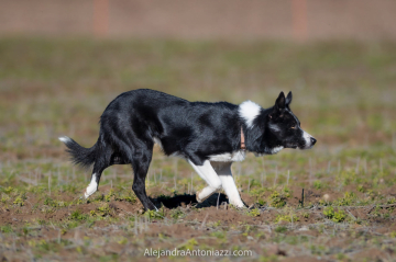 Mamasheepdog Boss