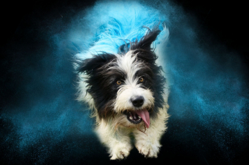 Blacksheep Cooper