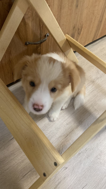 Voploshchenie Mechty