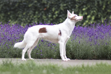 Sweet Nest Pina Colada