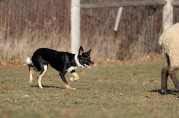 All Out's Spark of Joy